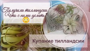 Получила тилландсии, и что с ними делать Первое купание тилландсии.