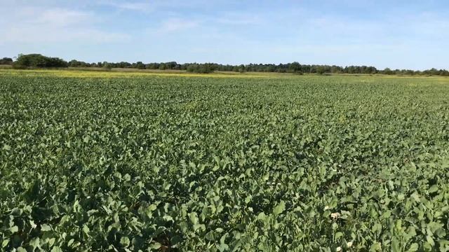 1 часть. Яровой рапс 7.06.2018 г. смотреть онлайн