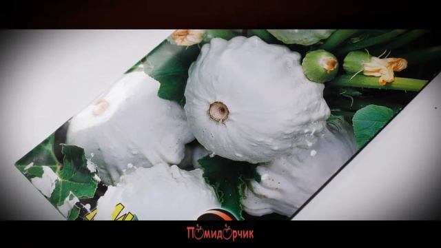 Семена Патиссон Белый 13 - Помидорчик смотреть онлайн
