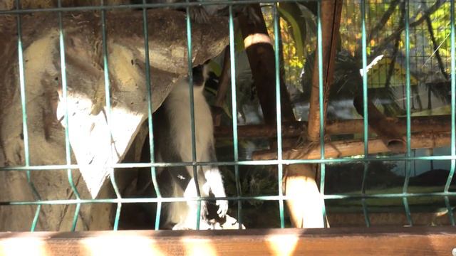 Абу и его Зелёные соседи рады гостинцам! Abu And His Green Neighbors Are Glad To Have Goodies!