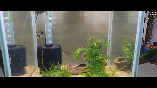 Креветочник 10 литров. Обзор за минуту. смотреть онлайн