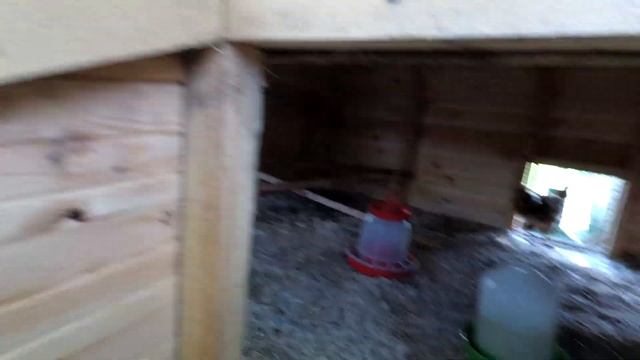 Куры несушки на даче несут крупные яйца смотреть онлайн