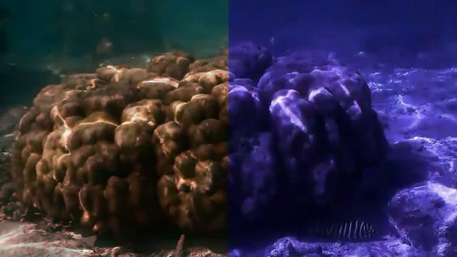 Phuket, Coral Island 2016.01.09 смотреть онлайн