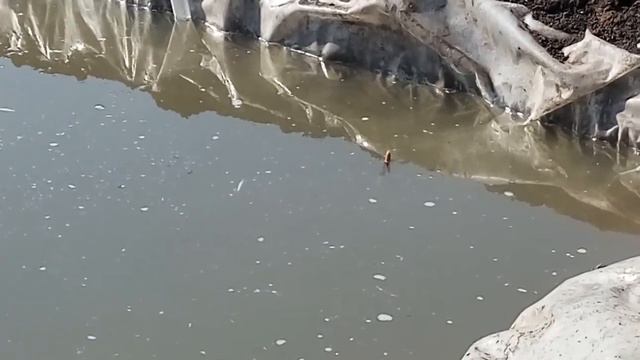 Рыбалка в собственном пруду. смотреть онлайн