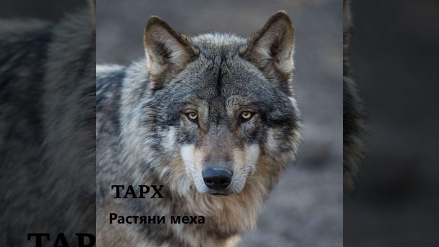 Растяни меха смотреть онлайн