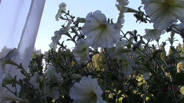 Сытин. Формула восстановления сил во время работы смотреть онлайн