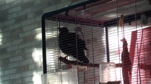 Лев Давидыч и бульканье смотреть онлайн