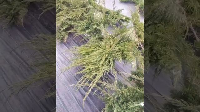 Можжевельник Виргинский Хетц смотреть онлайн