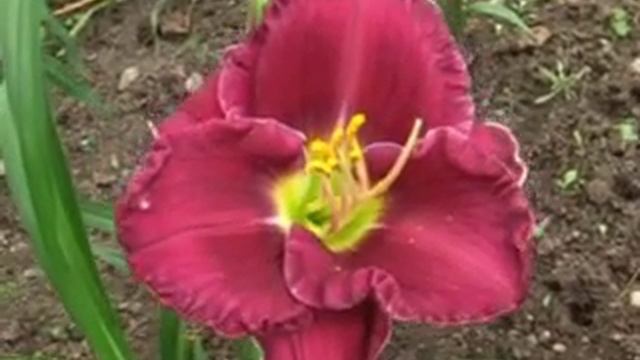 Лилейник daylily RITA SUE смотреть онлайн