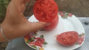 Розовый томат Пинк Буш: наш опыт выращивания. Что мы получили