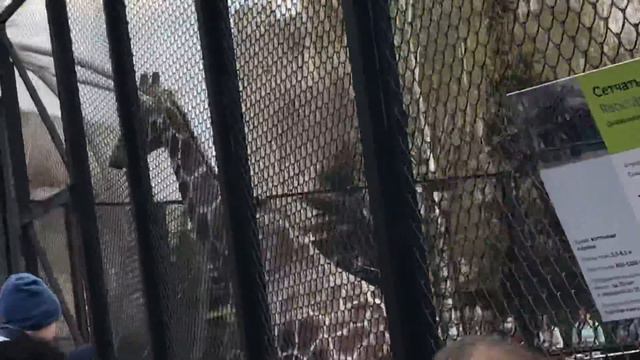 Жираф 🦒 в зоопарке смотреть онлайн