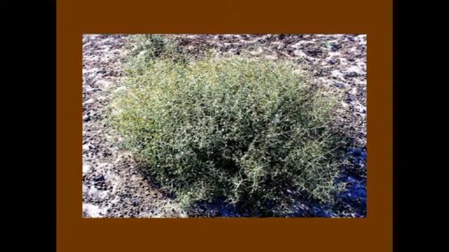 ЛЕНИНСК УЖЕ БАЙКОНУР - 4 смотреть онлайн