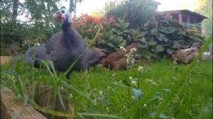 Совместная инкубация кур, индеек и цесарок