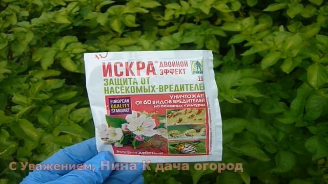 СУПЕР ТАБЛЕТКА ОТ ВРЕДИТЕЛЕЙ КАРТОФЕЛЯ И НЕ ТОЛЬКО КАРТОШКИ! ИСКРА ПРЕПАРАТ ОТ КОЛОРАДСКОГО ЖУКА смотреть онлайн