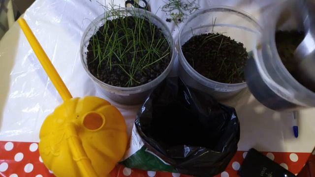 Рассада лука!!! Стрижка и подкормка!!! смотреть онлайн