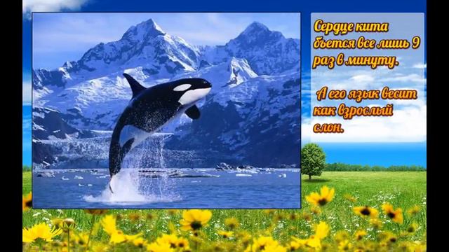 Интересные Факты  Interesting Facts  Факты о животных