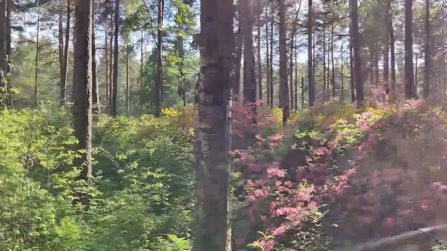 De visita en el parque de Rododendro (Haagan Alppiruusupuisto) смотреть онлайн