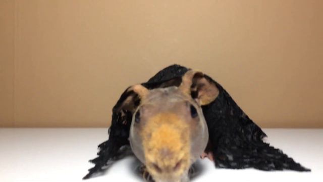 Like a mourning widow смотреть онлайн