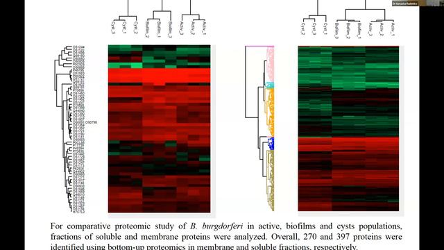 Dr Natasha Rudenko - Persistence Of Lyme Disease Spirochetes