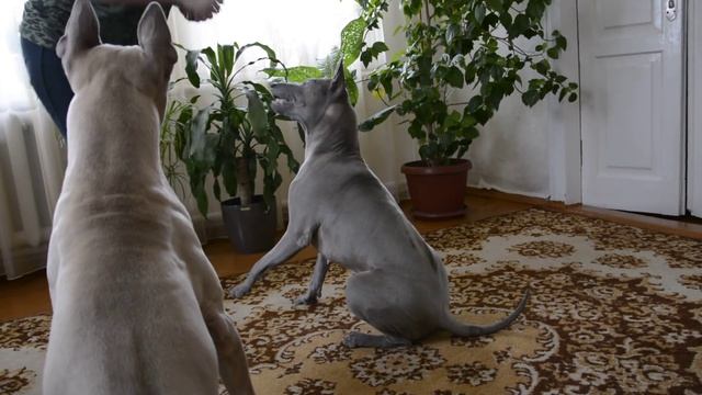 Тайский риджбек. Каким командам научить собаку) смотреть онлайн