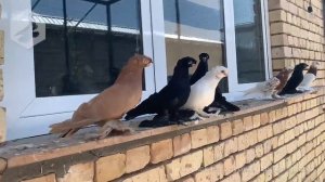 Узбекские двухчубые голуби