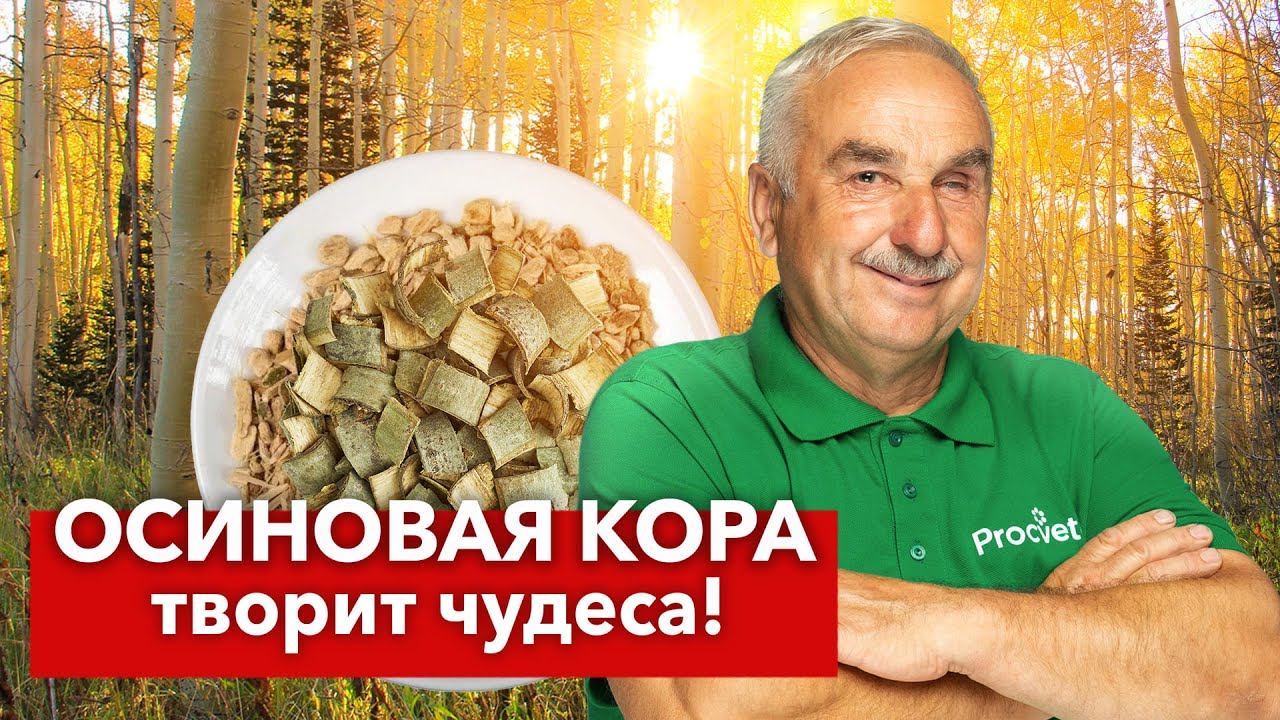 Зачем агроном собирает ОСИНОВУЮ КОРУ И ВЕТКИ круглый год? Польза осины для здоровья, сада и огорода смотреть онлайн