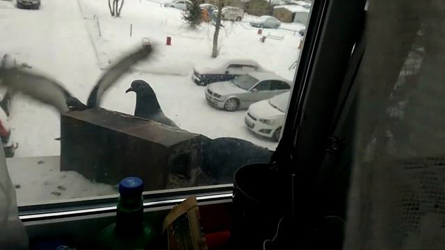 Заметила что прилетают два определенных голубя. Уже свои) смотреть онлайн