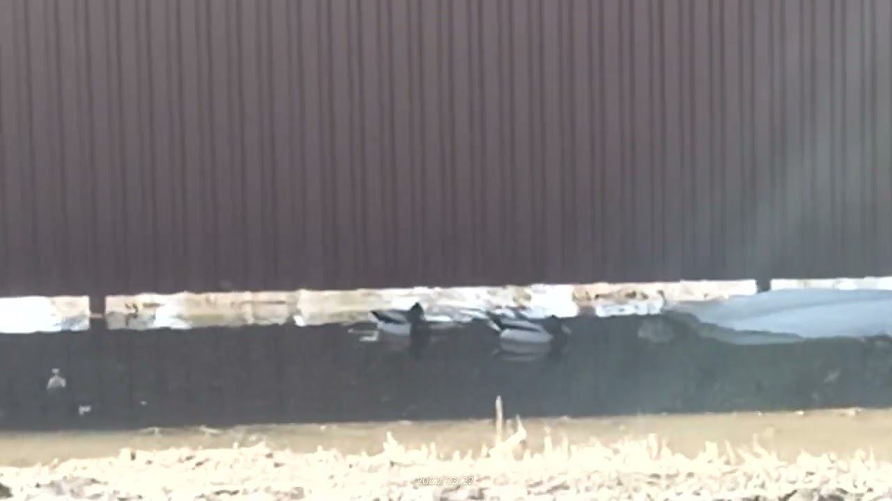 Три уточки. Заключение смотреть онлайн