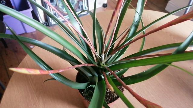 Tillandsia Flabellata Cultivation