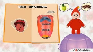 Видеоурок №9 "Органы чувств. Обоняние. Осязание. Вкус"