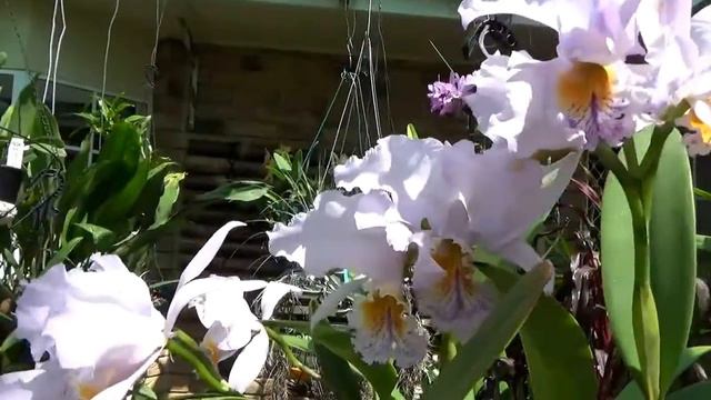 Cattleya Mossiae. C. Mossiae coerulia. Fragrant! смотреть онлайн