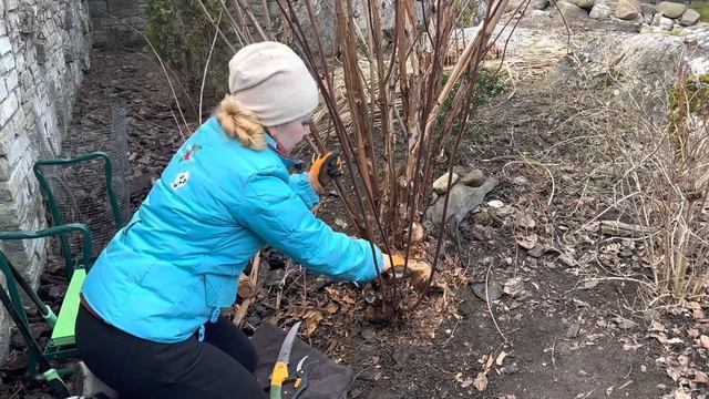 Как обрезать пузыреплодник калинолистный,чтобы не жалеть!(Украина)??кто еще не успел смотреть онлайн