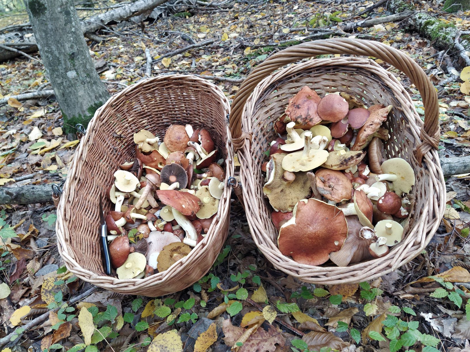 Лес одарил маслятами. По грибы 25 октября 2022 года. смотреть онлайн