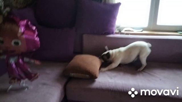 🐶😋 Французский бульдог Бенни сражается с воздушной Машей)🤣🤣🤣 смотреть онлайн