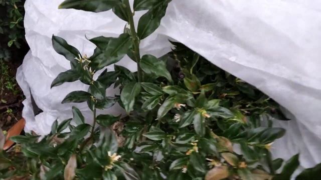 Саркококка Гукера в феврале смотреть онлайн