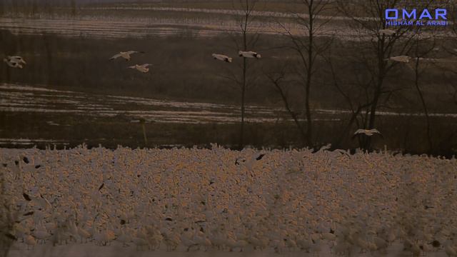 SURAH AL WAQIAH *NEW* سورة الواقعة *جديد смотреть онлайн