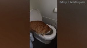 Кошки Купаются в Унитазе - Кошки Падают на Унитаз - Кошки и Унитаз