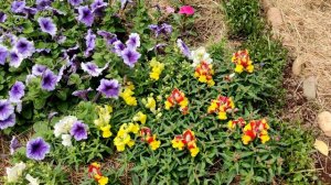 САМЫЕ РАННИЕ БЫСТРОЦВЕТУЩИЕ ЦВЕТЫ НА КЛУМБЕ!