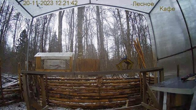 Модернизация Кафе "Лесное" смотреть онлайн