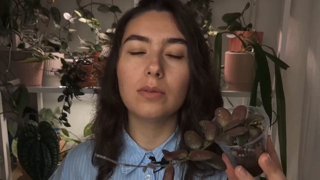 Мои ХОЙИ | обзор КОЛЛЕКЦИИ | часть 1