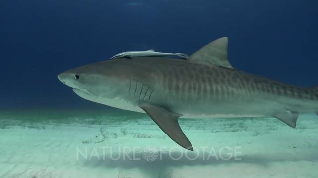 Tiger shark (Galeocerdo cuvier) swim by over sandy sea floor, Bahamas. смотреть онлайн