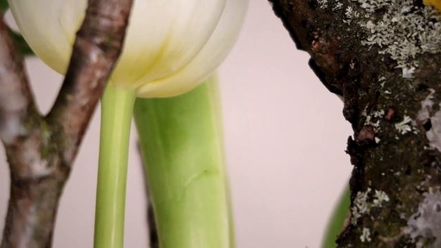 Техники воскирования во флористике // Курсы флористики // ВОСК смотреть онлайн