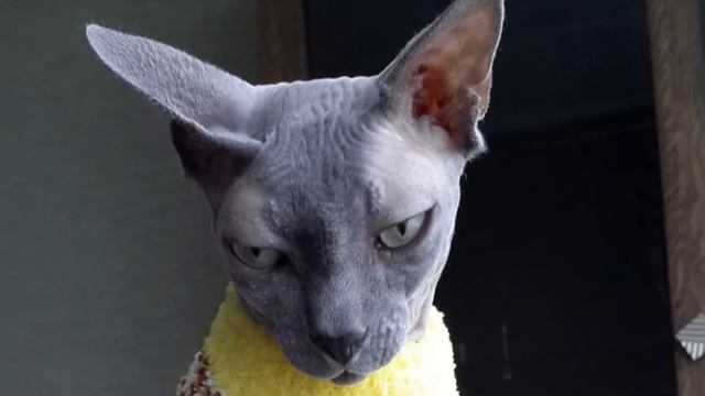 006 Бакаев Александр - ШАГ ЗА ШАГОМ К БОЖЕСТВЕННЫМ ЗНАНИЯМ И НАУКАМ [Как сохранить энергетику] смотреть онлайн