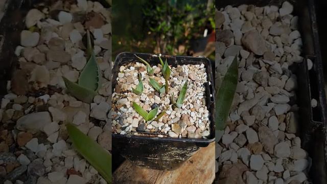 Agave isthmensis 🌱 смотреть онлайн