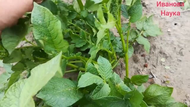 КОЛОРАД был, но он САМОЛИКВИДИРОВАЛСЯ. Колорадские жуки дохнут без химии. Яиц нет, личинок нет. смотреть онлайн