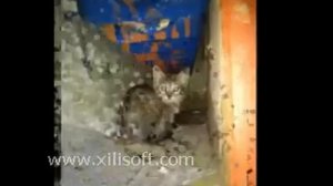 ЛАСКОВЫЙ МАЙ(А.РАЗИН)- БРОШЕННЫЙ КОТЕНОК