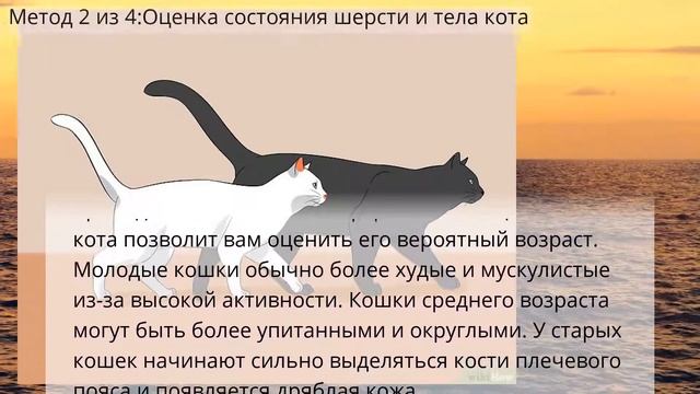 Как определить возраст кота смотреть онлайн