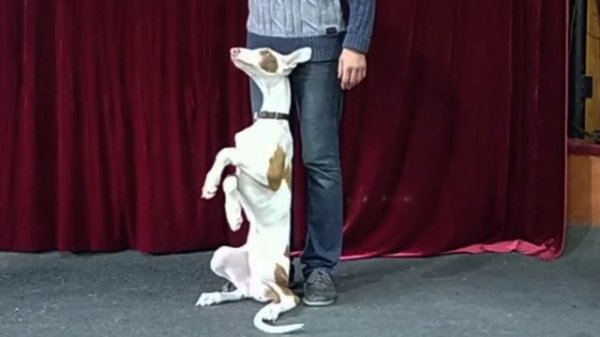 Воспитание щенка.Цирковая дрессировка собаки.Трюки/Circus Puppy Training .Tricks/