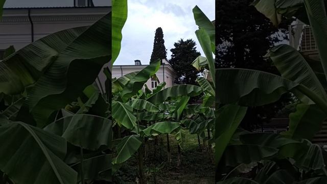 Банановая роща в центре Сочи смотреть онлайн
