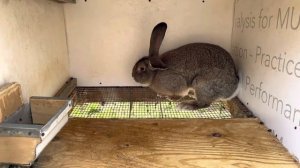 Кролики немецкий Ризен в США #34￼